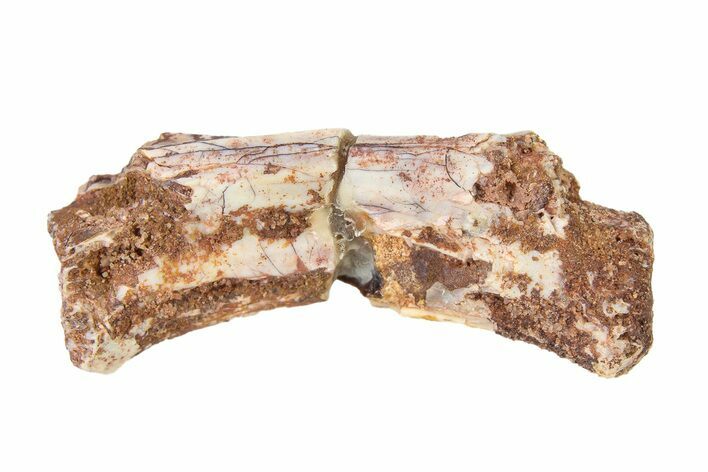 Triassic Fossil Avemetatarsalian (Dromomeron) Vertebra - Texas #322739